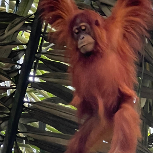 Paket Jungle Trekking Medan Bukitlawang 3 Hari 2 Malam